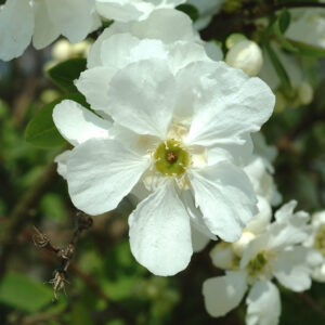 EXOCHORDA racemosa