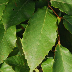 FAGUS grandifolia