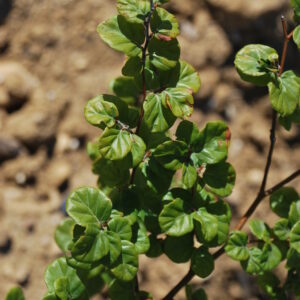 FAGUS sylvatica 'Rotundifolia'