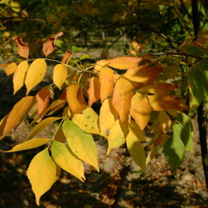 FRAXINUS excelsior