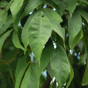 FRAXINUS sieboldiana