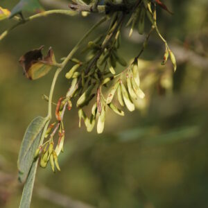 FRAXINUS velutina