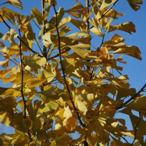 GLEDITSIA triacanthos