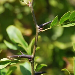 GLEDITSIA horrida