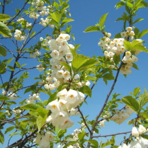 HOVENIA dulcis