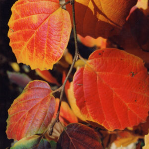 HAMAMELIS virginiana