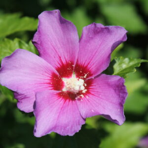 HIBISCUS syriacus