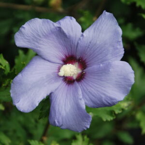 HIBISCUS syriacus 'Oiseau Bleu'