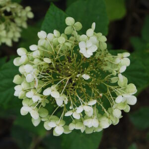 ILEX castaneifolia