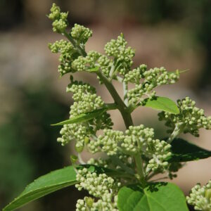 HYDRANGEA paniculata 'Kyushu'