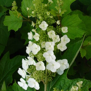 HYDRANGEA quercifolia