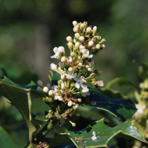 ILEX aquifolium 'Alaska'