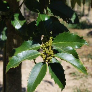 JUGLANS nigra