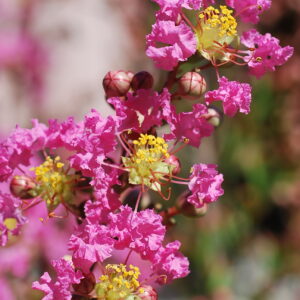 LAGERSTROEMIA indica