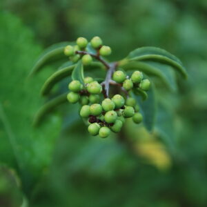 LIGUSTRUM delavayanum
