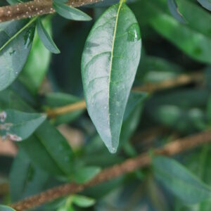 LIGUSTRUM vulgare 'Atrovirens'