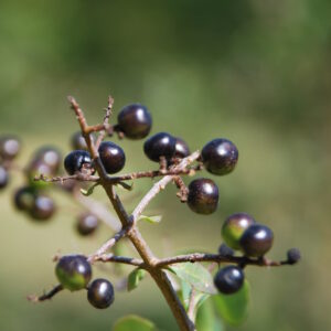LIGUSTRUM vulgare