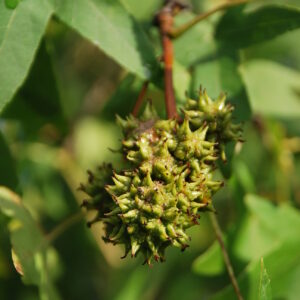 LIQUIDAMBAR orientalis