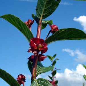 LONICERA ledebourii