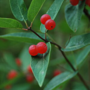 LONICERA tatarica