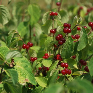 LONICERA xylosteum