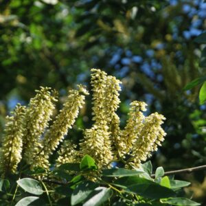 MAACKIA amurensis