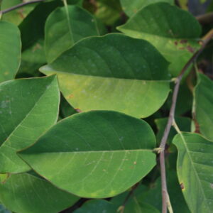 MAGNOLIA cylindrica