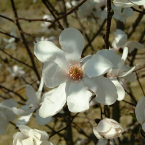 MAGNOLIA 'Yellow Bird'