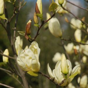 MAGNOLIA 'Yellow Bird'