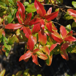 MAHOBERBERIS miethkeana