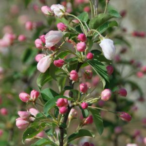 MALUS baccata