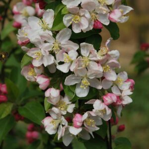 MALUS 'Golden Hornet'
