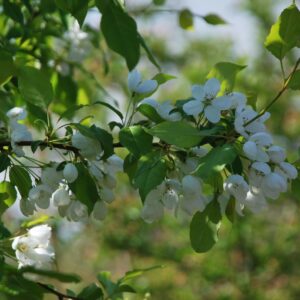 MALUS baccata 'Mandshurica'