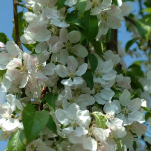 MALUS sieboldii