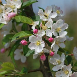 MALUS 'Red Sentinel'