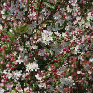 MALUS sargentii