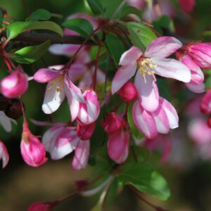 MALUS trilobata