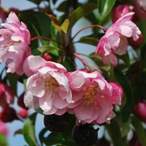 MALUS spectabilis