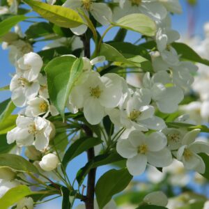 MALUS 'White Candle'