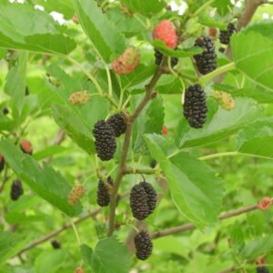 MORUS nigra
