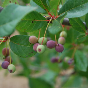 OSMANTHUS armatus