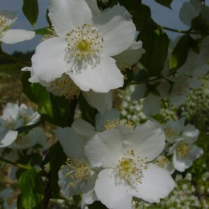 PHILADELPHUS coronarius