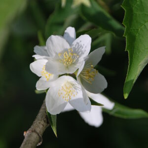 PHILADELPHUS virginalis