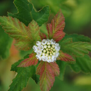 PISTACIA chinensis