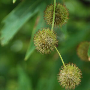 PLATANUS orientalis
