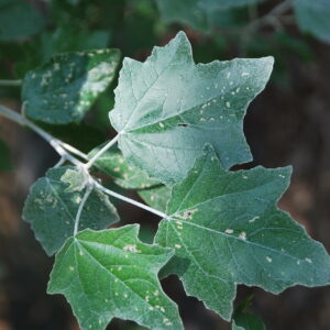 POPULUS nigra