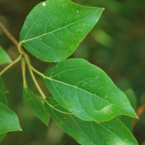 POPULUS tremula
