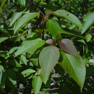 POPULUS violascens