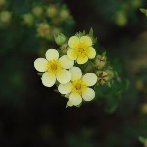 PRUNUS avium