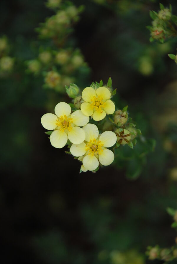 PRUNUS avium